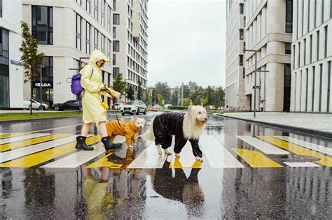 reasons landlords can refuse pets